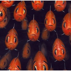 670 Soldierfish school - Patrick Chevailler : Edition sur toile - Galerie Arnaud