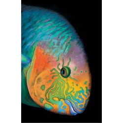 544 Surf Parrotfish - Patrick Chevailler : Edition sur toile - Galerie Antoine