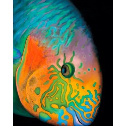544 Surf Parrotfish - Patrick Chevailler : Edition sur toile - Galerie Arnaud
