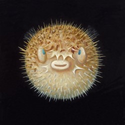 698 Scared Pufferfish - Patrick Chevailler : Edition sur toile - Galerie Antoine