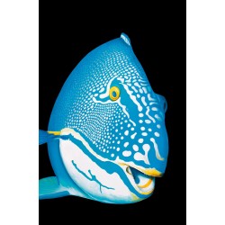 543 BicolorParrotfish - Patrick Chevailler : Edition sur toile - Galerie Arnaud